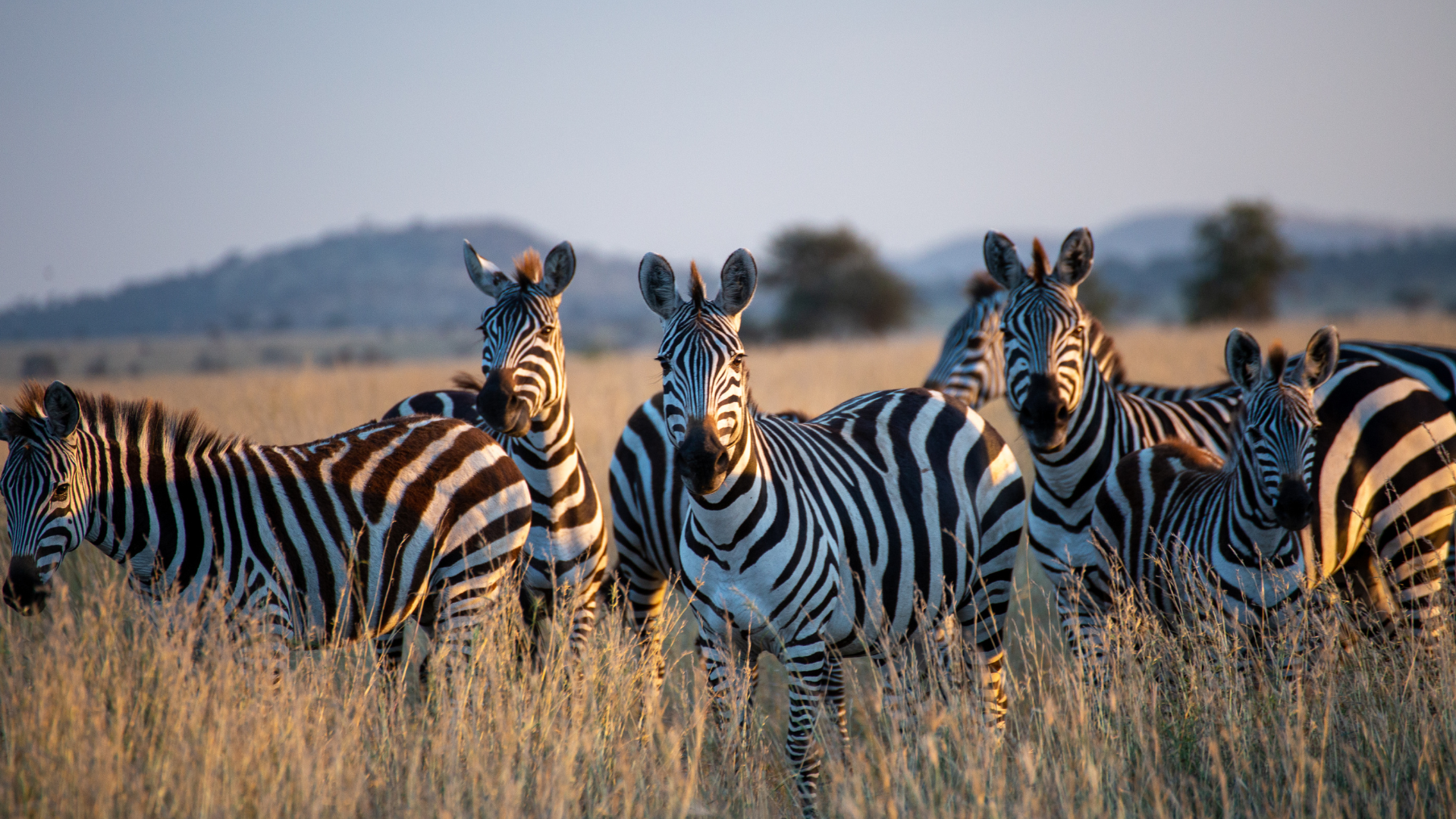 African Wonders Four Seasons Private Jet — hot air balloon over the Serengeti at sunrise
