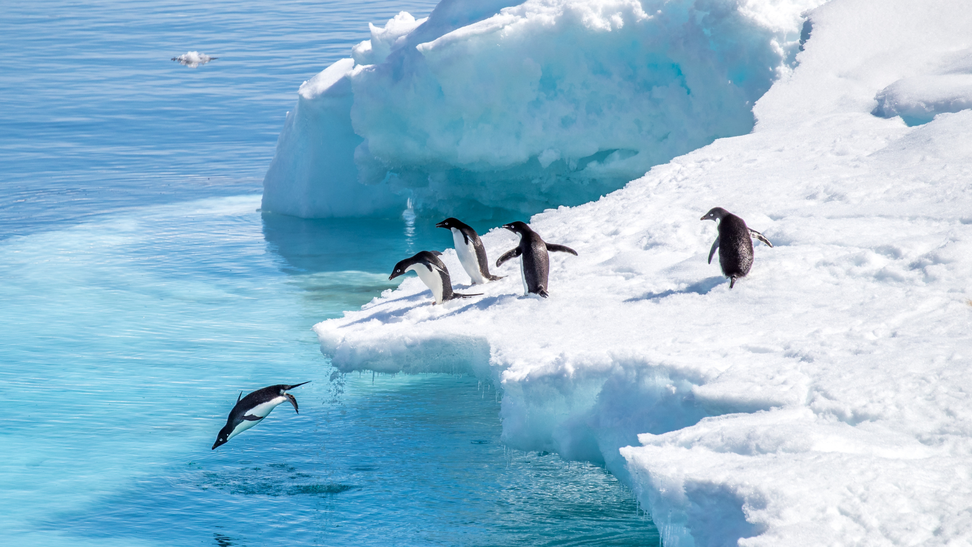 Uncharted Discovery Four Seasons Private Jet — Antarctica expedition luxury polar cruise Americas