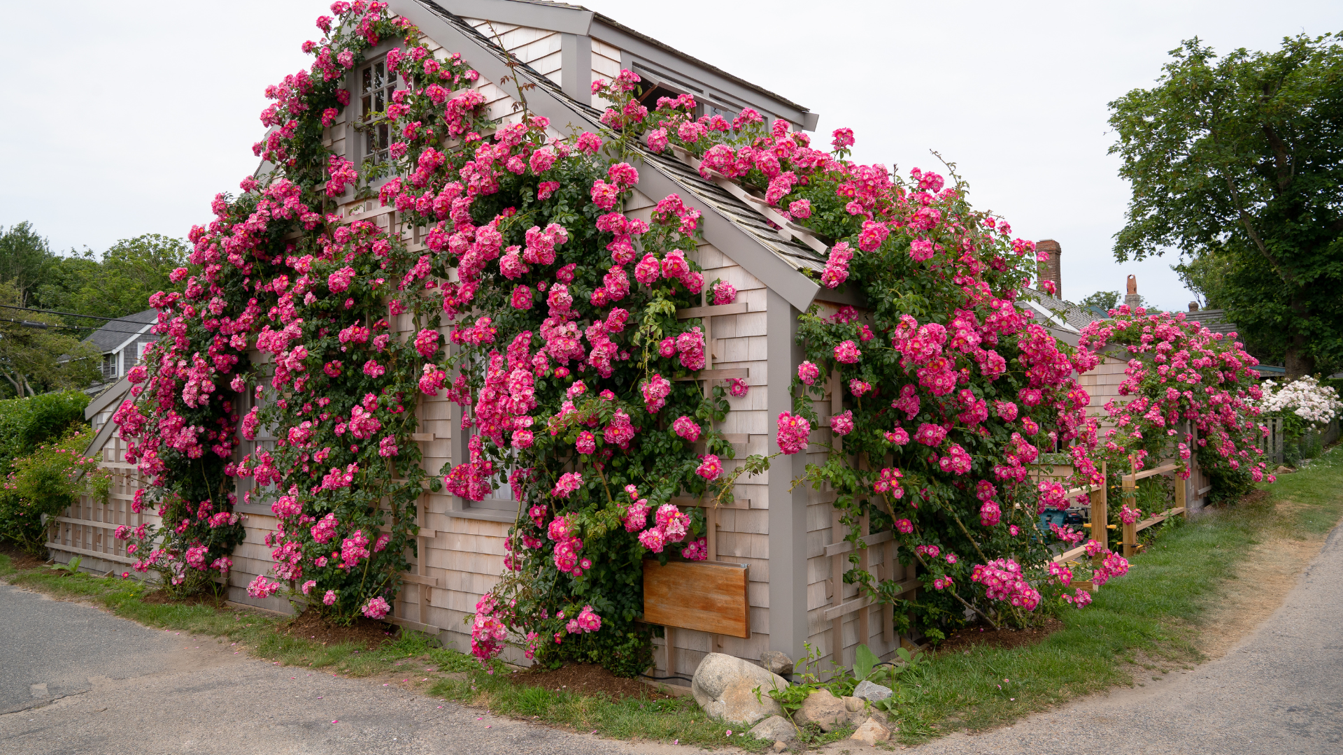 Rose-covered shingled cottages in Sconset Nantucket — Sirena Collective luxury travel guide