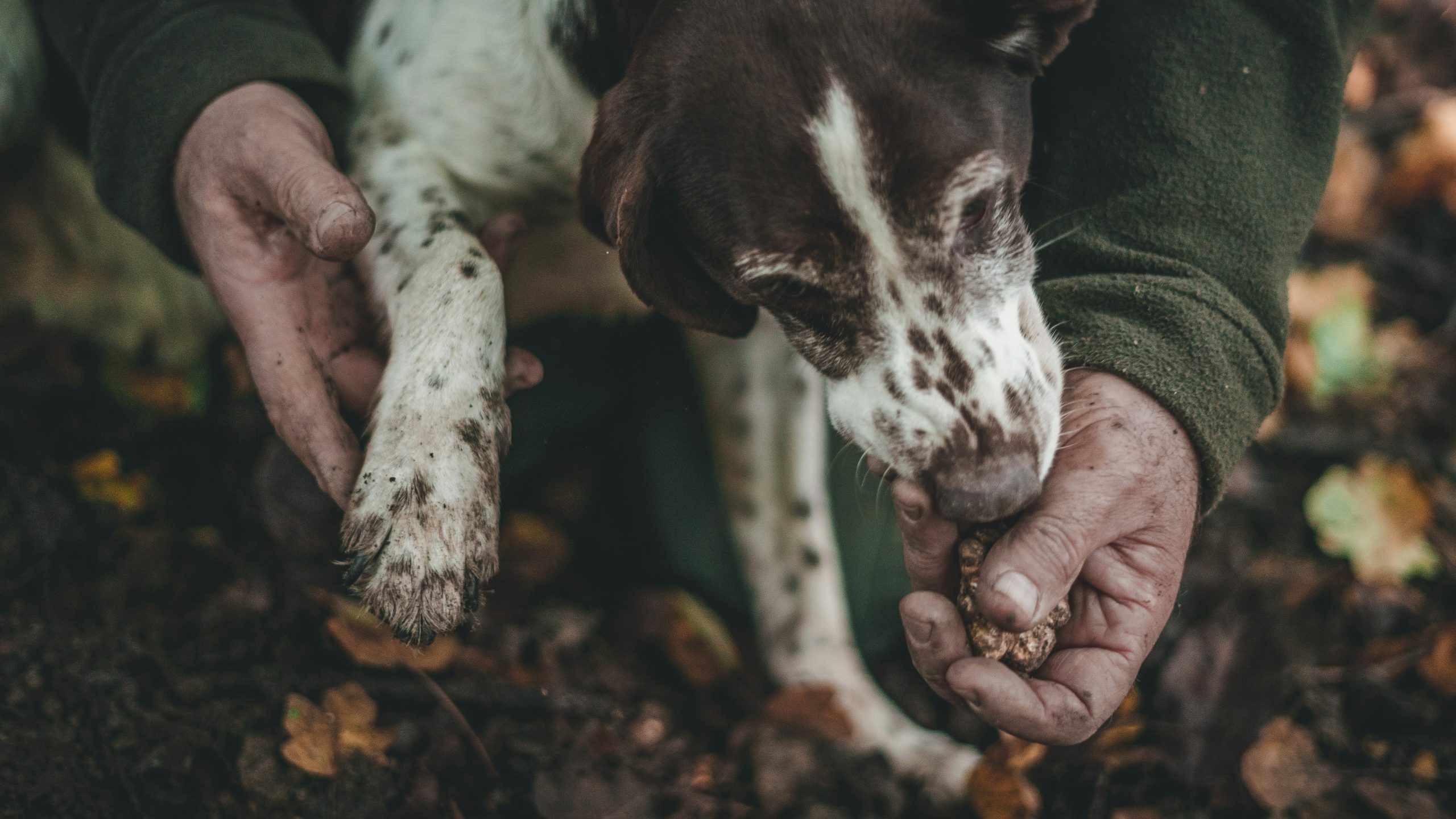 Truffle hunting in Istria Croatia for incentive travel